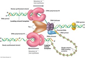 The replisome complex