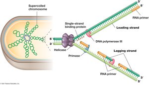 Events at the DNA replication fork