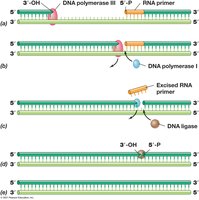 Removing primers and sealing fragments on lagging strand