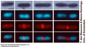 Time lapse of dividing cell and FtsZ ring