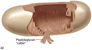 Peptidoglycan cell wall with crosslinks