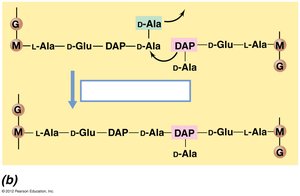 Transpeptidation by FtsI