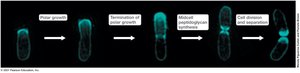 Polar growth of Agrobacterium tumefaciens