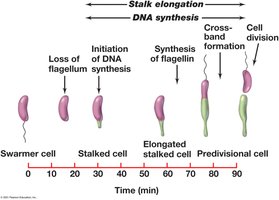 Cell division in stalked bacteria
