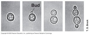 Yeast budding stages