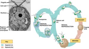 Life cycle of Chlamydomonas reinhardtii