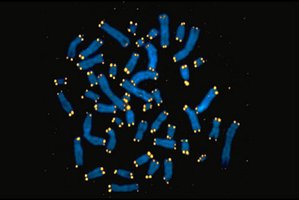 Linear chromosomes in eukaryotes