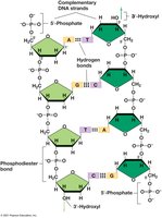 DNA structure and base pairing