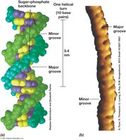DNA double helix and grooves