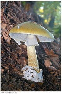 Amanita phalloides, the 'Death Cap' mushroom