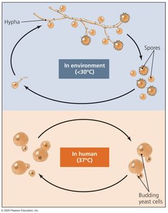Dimorphic nature of true fungal pathogens
