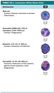 Granulocytes: Leukocytes table