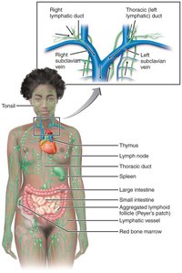 Lymphatic capillaries and fluid flow