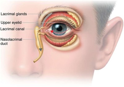 Lacrimal apparatus of the eye