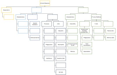 Immune response flowchart