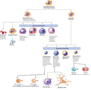 Immune cell lineage diagram