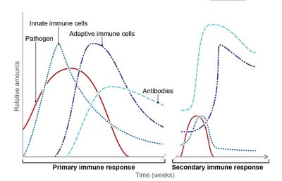 Primary and secondary immune response graph