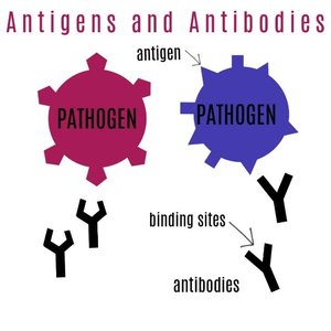 Antigens and antibodies diagram