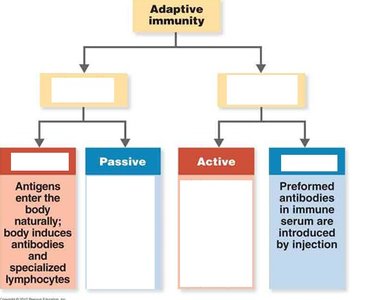 Adaptive immunity types diagram