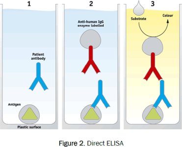 Direct ELISA process diagram