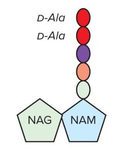 Peptidoglycan subunit structure