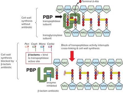 Block of transpeptidase activity by β-lactam antibiotics