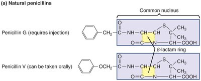 Structure of penicillins