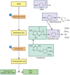 Competitive inhibitors of essential metabolic pathways