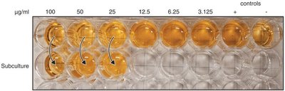 Broth dilution method for MIC determination