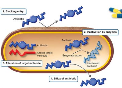 Bacterial resistance to antibiotics