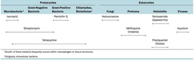 Table showing the spectrum of activity of antibiotics and other antimicrobial drugs