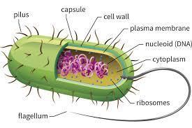 Bacterial cell structure with labeled components