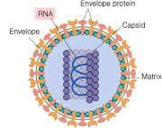 Viral structure with labeled components