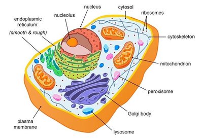 Eukaryotic animal cell structure