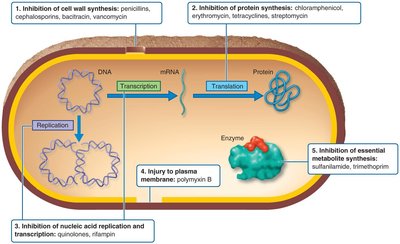Five major action modes of antibacterial drugs