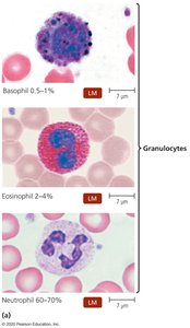 Granulocytes: Basophil, Eosinophil, Neutrophil