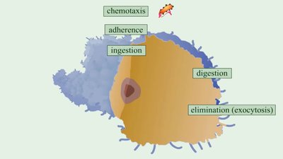 Phagocytosis stages diagram