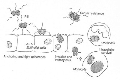 Diagram of Neisseria gonorrhoeae pathogenesis