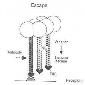 Diagram of pilin phase variation and immune escape
