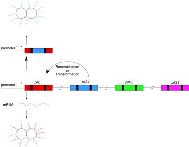 Genetic mechanism of pilin phase variation