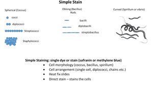 Simple stain: cell shapes and arrangements