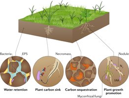 Soil microbiome and plant interactions