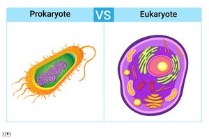 Comparison of prokaryotic and eukaryotic cells