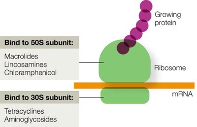Antibiotics binding to ribosomal subunits