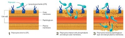 Mechanism of polymyxin action on bacterial membranes