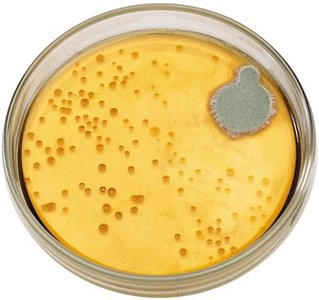 Penicillium mold inhibiting bacterial growth on agar plate