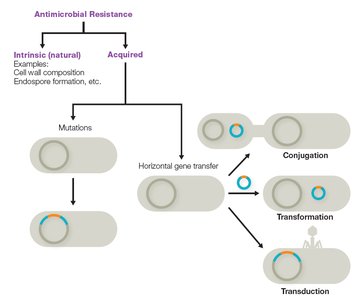 Intrinsic and acquired antimicrobial resistance mechanisms