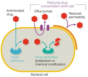 Mechanisms of acquired antimicrobial resistance