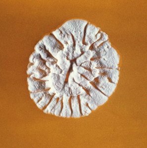 Streptomyces griseus colony, source of streptomycin
