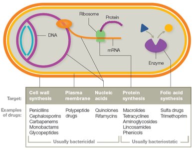 Diagram of antibacterial drug targets and examples